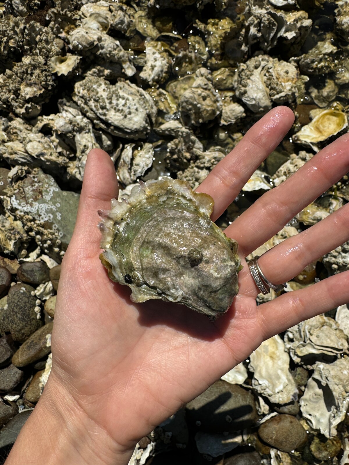 An oyster in hand on the beach.